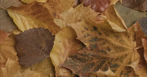 Close-up of fallen autumn leaves on table in slow motion Stock Footage 245443575