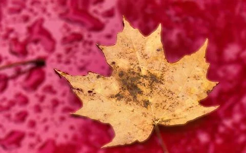 Close up of a fallen autumn maple leaf on a wet pink surface with water dro.. Stock Photos