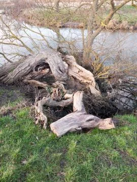 Close up of fallen bare tree trunk stump uk Stock Photos