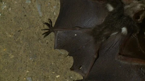 Close-Up Of A Fallen Bat, Gua Tempurung  Cave, KL Stock Footage 114602184