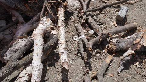 Close-up of fallen birch tree logs, peeling white bark, on dry, dusty ground. Stock Photos