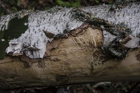 Close up of a fallen birch tree in the middle of a forest Stock Photos