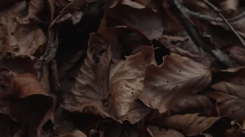 Close-Up of Fallen Brown Leaves on Weathered Wood Stock Footage 289641618