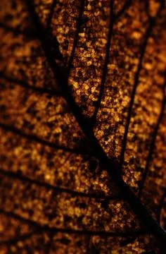 Close up of fallen dead decaying leaf with veins and cracks for background .. Stock Photos
