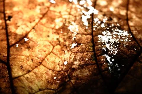 Close up of fallen dead decaying leaf with veins and cracks for background .. Stock Photos