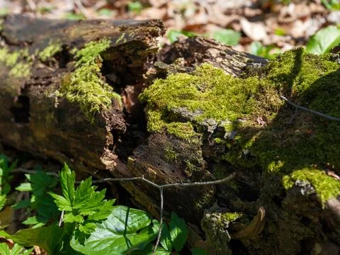 Close up of a fallen decaying log covered with bright green moss 写真素材