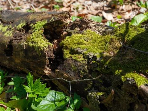 Close up of a fallen decaying log covered with bright green moss Stock Photos