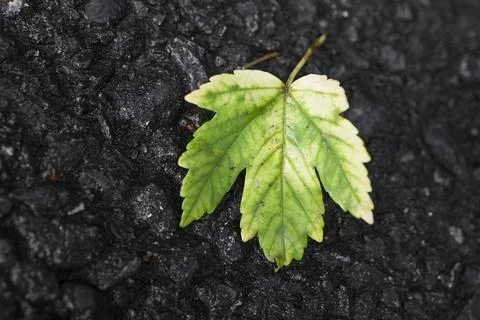 Close up of fallen green leaf on dark ground Stock Photos