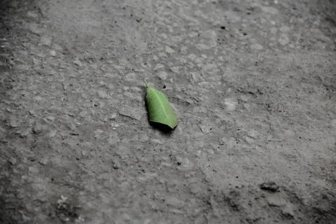 Close up for fallen green tree leaf on concrete ground at day Stock Photos