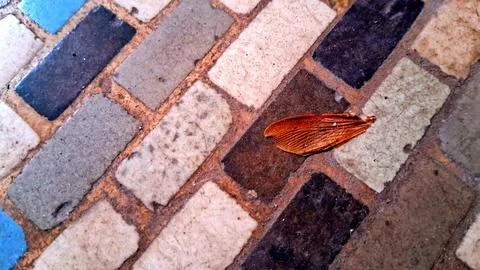 Close-up of a fallen leaf on colorful brick pavement. Autumn scene with natural Stock Photos