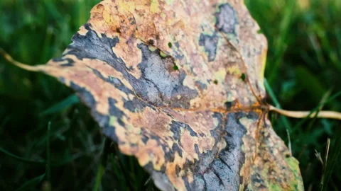 Close-up Fallen Leaf in Green Grass at Sunset Nature Macro Video Stock Footage 344819092