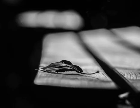 Close up of a fallen leave on a bench Stock Photos