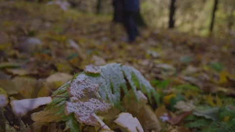 Close-up of fallen leaves dusted with light snow in an autumn forest Stock Footage 310229660