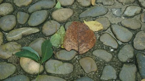 Close-up Fallen Leaves Lining a Pathway in City Park Stock Photos