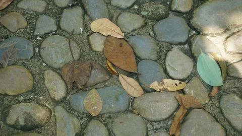 Close-up Fallen Leaves Lining a Pathway in City Park Stock Photos