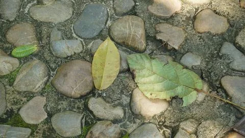 Close-up Fallen Leaves Lining a Pathway in City Park Foto stock