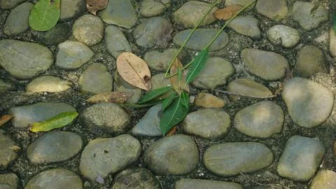 Close-up Fallen Leaves Lining a Pathway in City Park Stock Photos