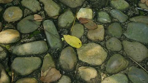 Close-up Fallen Leaves Lining a Pathway in City Park Stock Photos