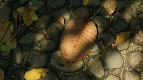 Close-up Fallen Leaves Lining a Pathway in City Park Stock Photos