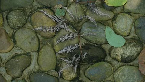 Close-up Fallen Leaves Lining a Pathway in City Park Stock Photos