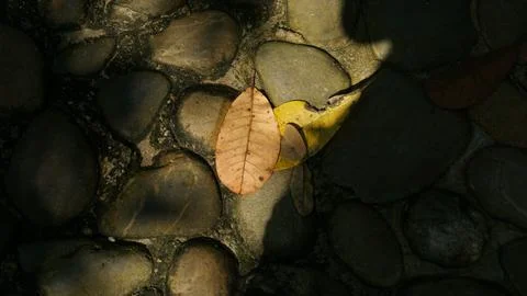 Close-up Fallen Leaves Lining a Pathway in City Park Stock Photos