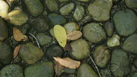 Close-up Fallen Leaves Lining a Pathway in City Park Stock Photos