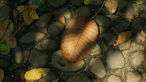 Close-up Fallen Leaves Lining a Pathway in City Park Stock Photos