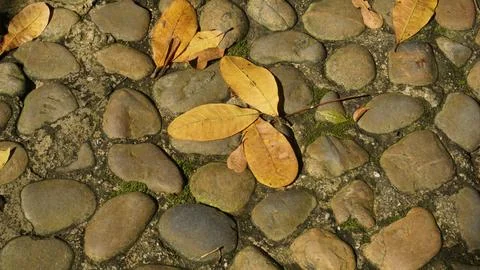 Close-up Fallen Leaves Lining a Pathway in City Park Foto stock