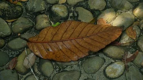 Close-up Fallen Leaves Lining a Pathway in City Park Stock Photos