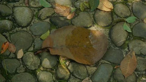 Close-up Fallen Leaves Lining a Pathway in City Park Foto stock