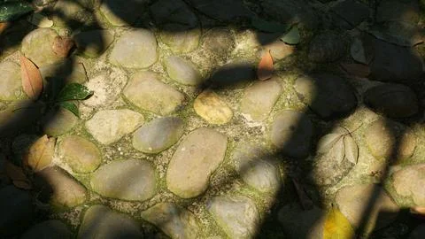 Close-up Fallen Leaves Lining a Pathway in City Park Foto stock