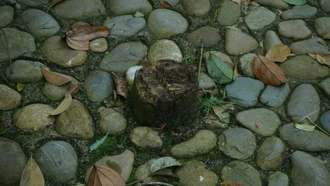 Close-up Fallen Leaves Lining a Pathway in City Park Foto stock