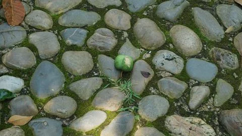 Close-up Fallen Leaves Lining a Pathway in City Park Stock Photos