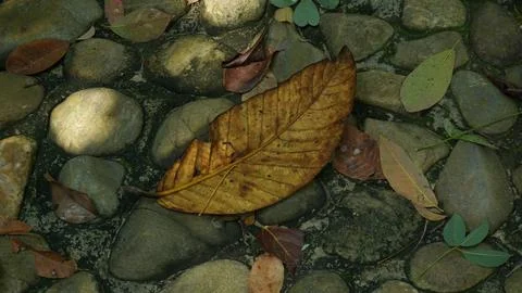 Close-up Fallen Leaves Lining a Pathway in City Park Stock Photos