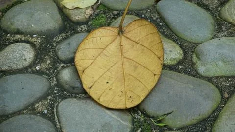 Close-up Fallen Leaves Lining a Pathway in City Park Stock Photos