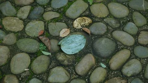 Close-up Fallen Leaves Lining a Pathway in City Park Stock Photos