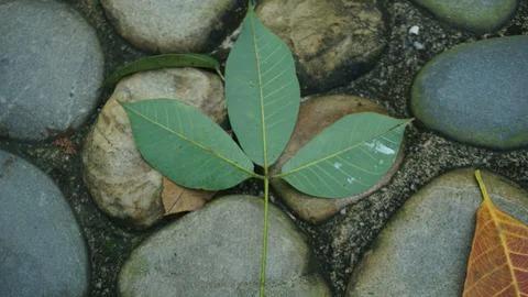 Close-up Fallen Leaves Lining a Pathway in City Park Foto stock