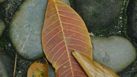 Close-up Fallen Leaves Lining a Pathway in City Park Stock Photos