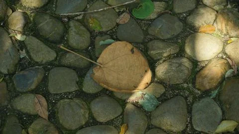 Close-up Fallen Leaves Lining a Pathway in City Park Stock Photos