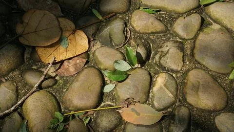 Close-up Fallen Leaves Lining a Pathway in City Park Stock Photos