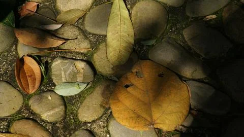 Close-up Fallen Leaves Lining a Pathway in City Park Stock Photos