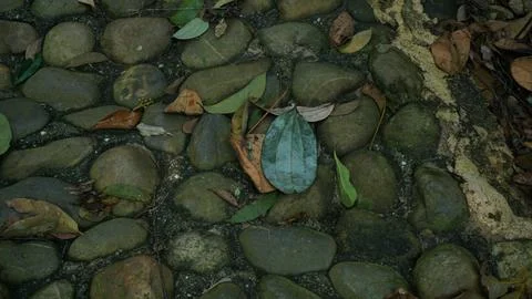 Close-up Fallen Leaves Lining a Pathway in City Park Stock Photos
