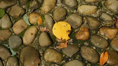 Close-up Fallen Leaves Lining a Pathway in City Park Stock Photos