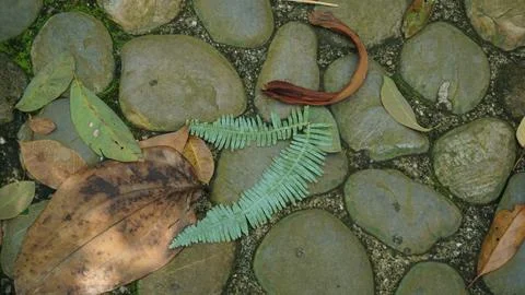 Close-up Fallen Leaves Lining a Pathway in City Park Stock Photos