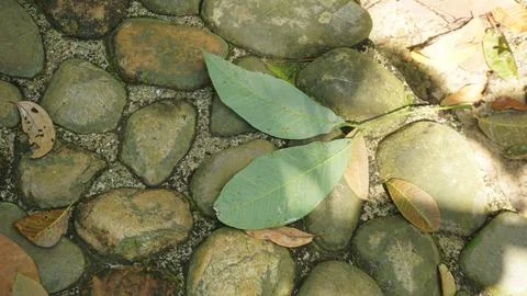 Close-up Fallen Leaves Lining a Pathway in City Park Stock Photos