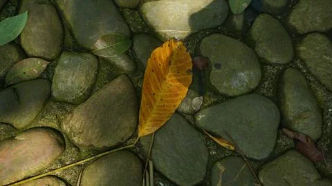 Close-up Fallen Leaves Lining a Pathway in City Park Foto stock
