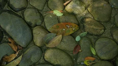 Close-up Fallen Leaves Lining a Pathway in City Park Stock Photos