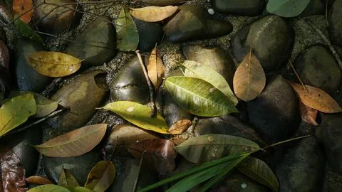 Close-up Fallen Leaves Lining a Pathway in City Park Stock Photos