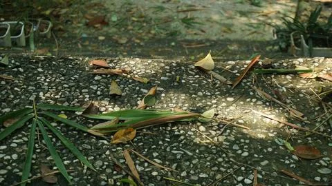 Close-up Fallen Leaves Lining a Pathway in City Park Stock Photos
