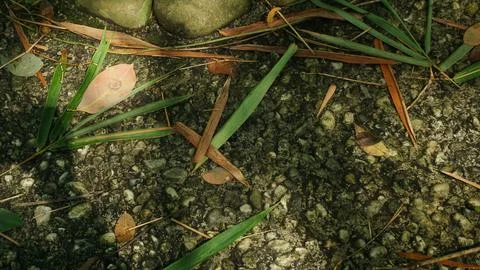 Close-up Fallen Leaves Lining a Pathway in City Park Stock Photos